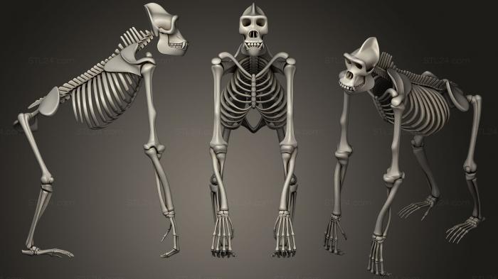 Anatomy of skeletons and skulls (Gorilla Skeleton, ANTM_0564) 3D models for cnc